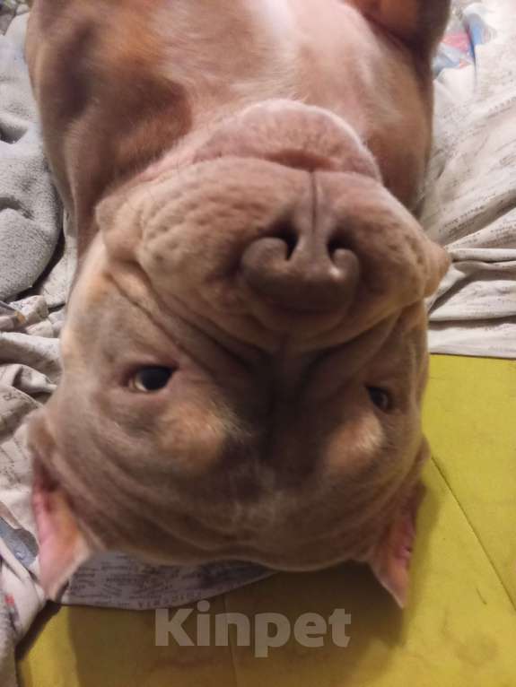 Собаки в Екатеринбурге: Американский Булли  Мальчик, Бесплатно - фото 2