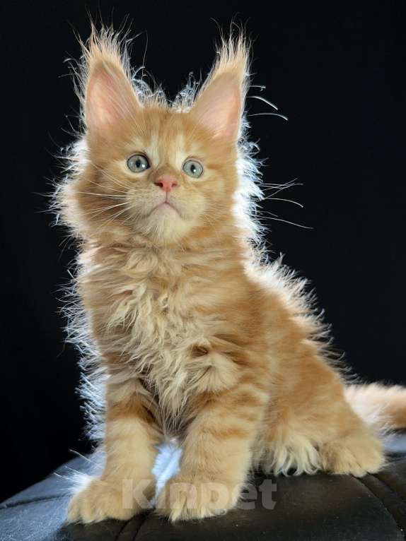 Кошки в Москве: Vasilisa Ventura-House.com Девочка, 100 000 руб. - фото 4