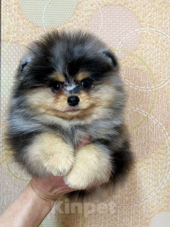 Собаки в Туле: Щенок померанского шпица редкого окраса Мальчик, 60 000 руб. - фото 5