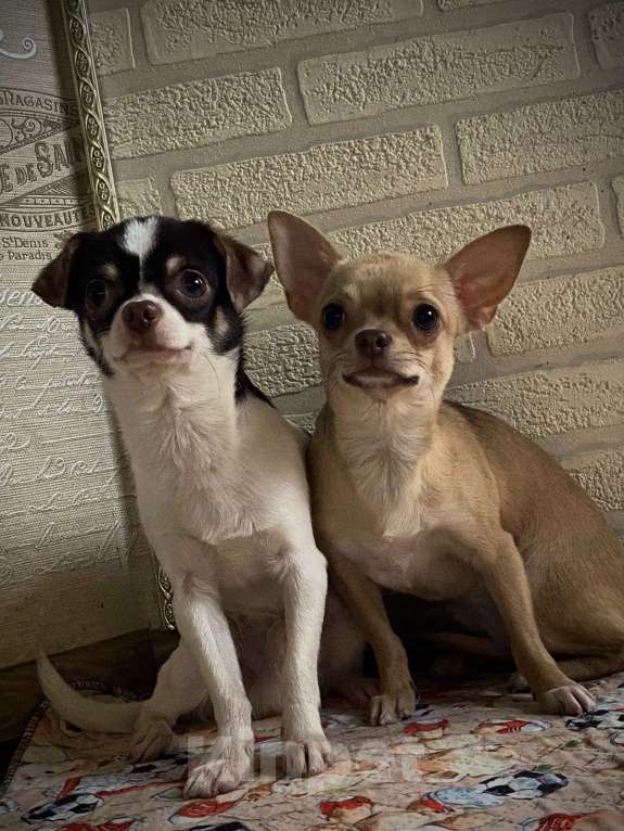 Собаки в других городах Краснодарского края: Чихуахуа  Девочка, 28 000 руб. - фото 5