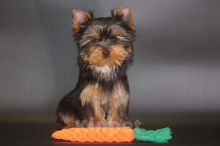 Собаки в других городах Московской области: Мальчик йоркширского терьера мелкий стандарт Мальчик, Бесплатно - фото 3