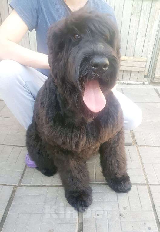 Собаки в Новосибирске: Щенки Русского Черного Терьера Девочка, 30 000 руб. - фото 3