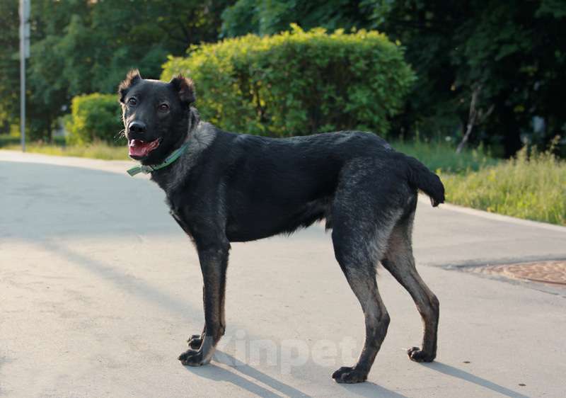Собаки в Москве: Весёлый малышок Граф в добрые руки Мальчик, Бесплатно - фото 2