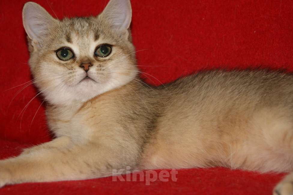 Кошки в Москве: Золотая девочка Девочка, 8 000 руб. - фото 3