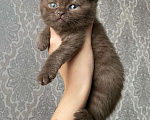 Кошки в Челябинске: Шоколадный клубный британец Мальчик, 15 000 руб. - фото 1