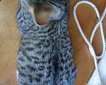 Кошки в Москве: Бенгальский котенок (метис) Лео, 10 месяцев, Бесплатно - фото 10