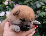 Собаки в Волгодонске: Продажа малыша сиба ину  Девочка, 70 000 руб. - фото 1