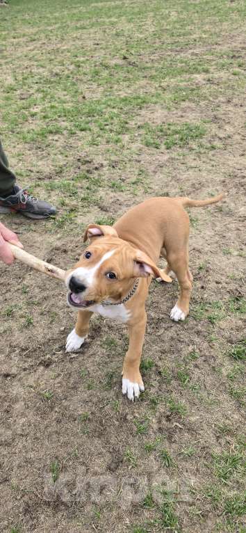Собаки в других городах Московской области: Клубный щенок амстаффа Мальчик, 40 000 руб. - фото 3