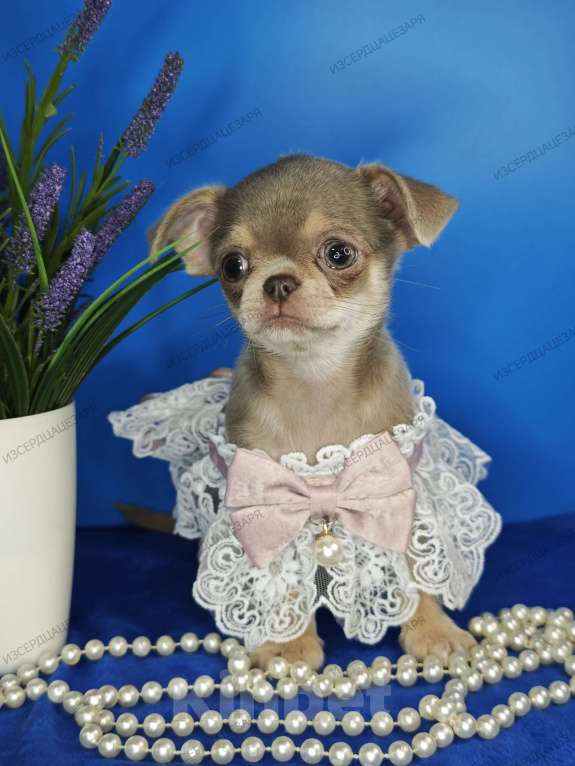 Собаки в Москве: Девочка лилового окраса Девочка, 65 000 руб. - фото 5