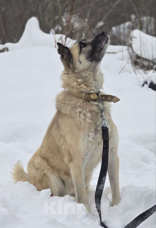 Собаки в Королеве: Боб живет в приюте и мечтает найти своего человека! Мальчик, Бесплатно - фото 9