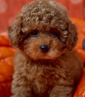 Мальчик той пуделя