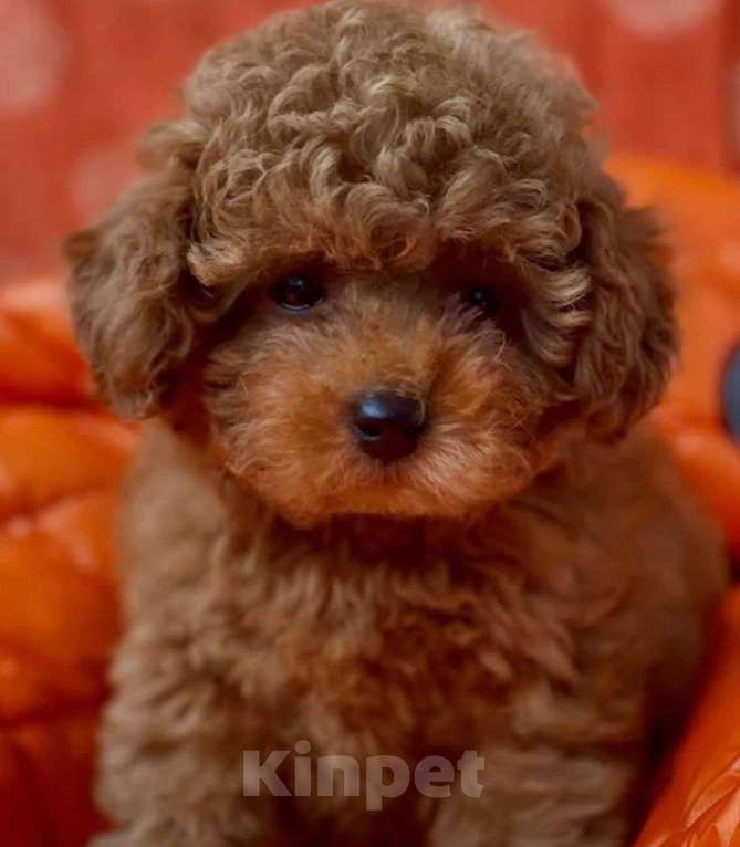 Собаки в Москве: Мальчик той пуделя Мальчик, 80 000 руб. - фото 2