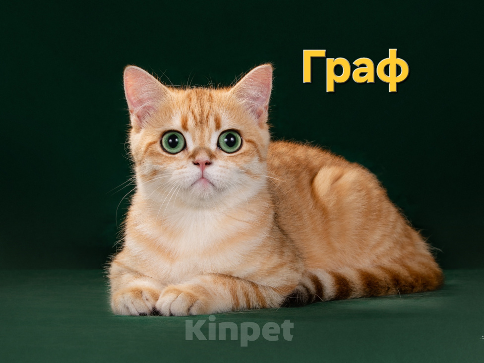 Кошки в других городах Калужской области: Шотландский молодой котик Мальчик, 20 000 руб. - фото 1