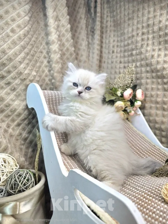 Кошки в Москве: Bonifaciy порода Невская Маскарадная Мальчик, Бесплатно - фото 3