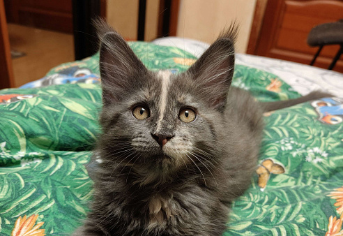 Голубокремовая девочка