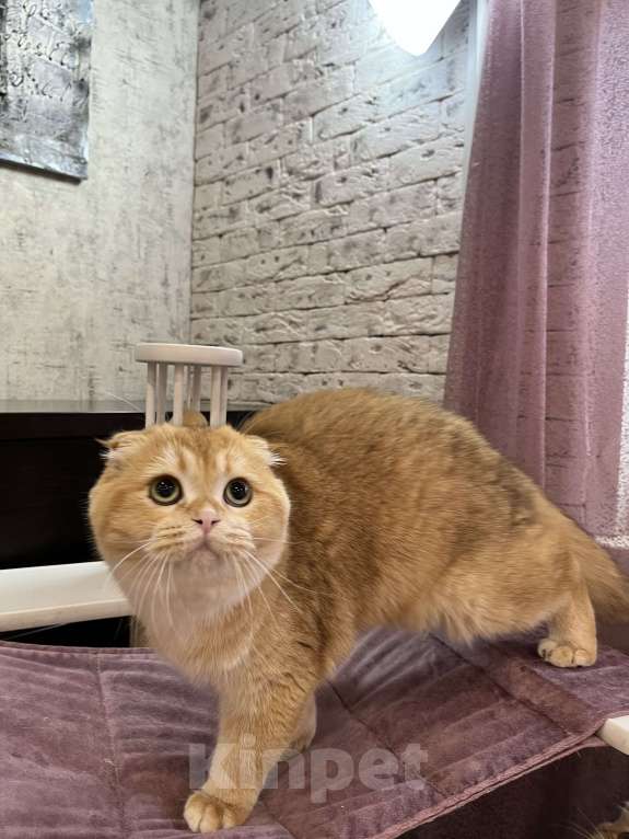 Кошки в Нижнем Новгороде: Кот шоколадная золотая шиншилла  Мальчик, Бесплатно - фото 5