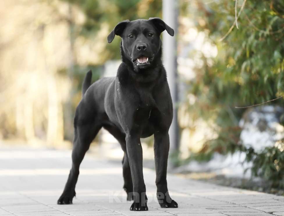 Собаки в Балашихе: Герда девочка 1.3 г Девочка, Бесплатно - фото 4