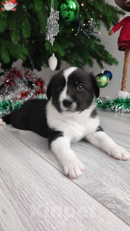 Собаки в Липецке: Бордер колли митис (красавчег 2) Мальчик, 15 000 руб. - фото 3