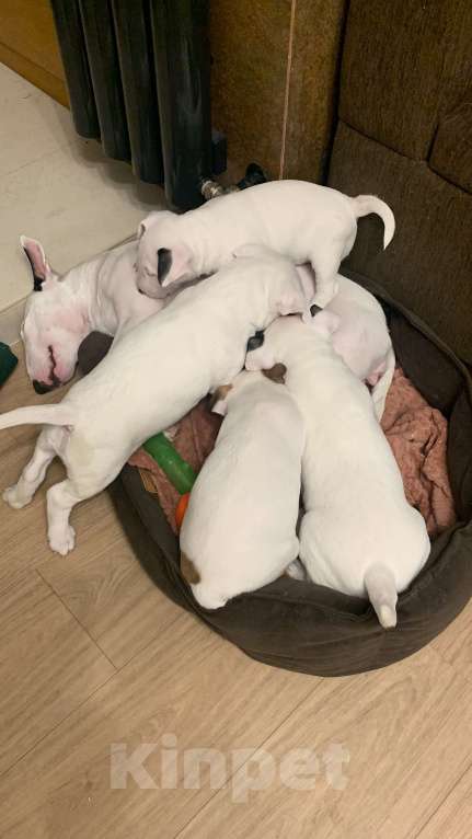 Собаки в Москве: миниатюрный бультерьер щенки Девочка, Бесплатно - фото 4