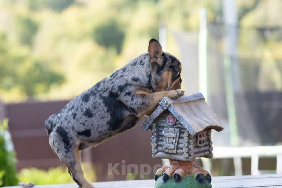 Собаки в других городах Московской области: Девочка Мерле Девочка, 70 000 руб. - фото 2