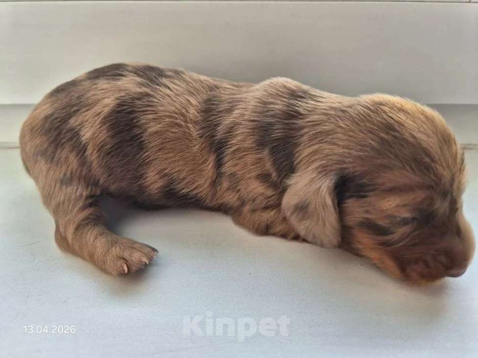 Собаки в Санкт-Петербурге: Мини такса рыже мраморная длш Девочка, Бесплатно - фото 3