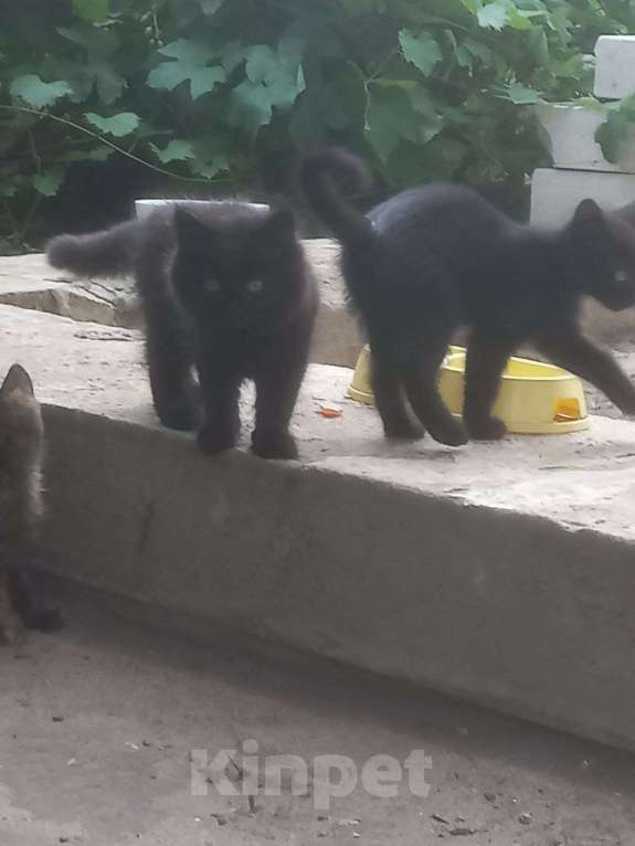 Кошки в Воронеже: Котята в добрые руки Мальчик, Бесплатно - фото 2