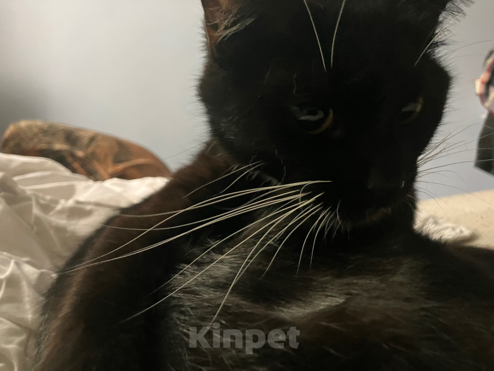 Кошки в Москве: Потерялась кошка Девочка, 1 000 руб. - фото 5