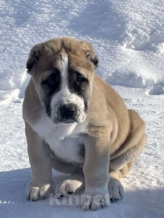 Собаки в Москве: Среднеазиатская овчарка, алабай, щенок Девочка, Бесплатно - фото 1