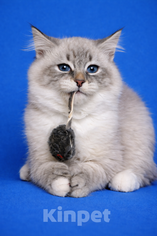 Кошки в Москве: Baron порода Невская маскарадная Мальчик, 60 000 руб. - фото 5