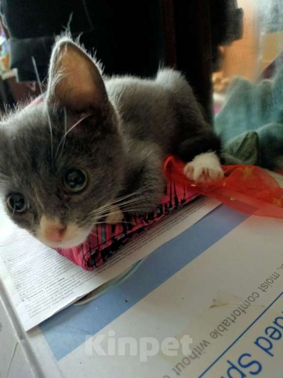 Кошки в Кемерово: Котей Мальчик, Бесплатно - фото 1