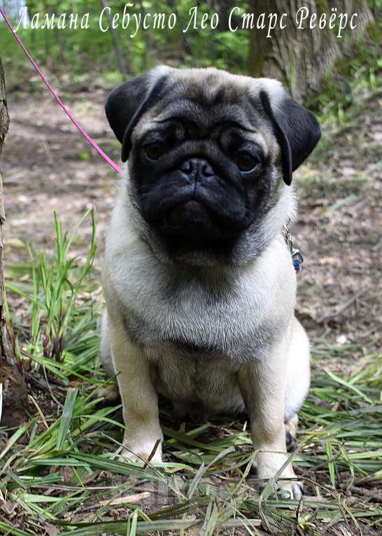 Собаки в Москве: Брутальный пирожок Мальчик, 100 000 руб. - фото 7