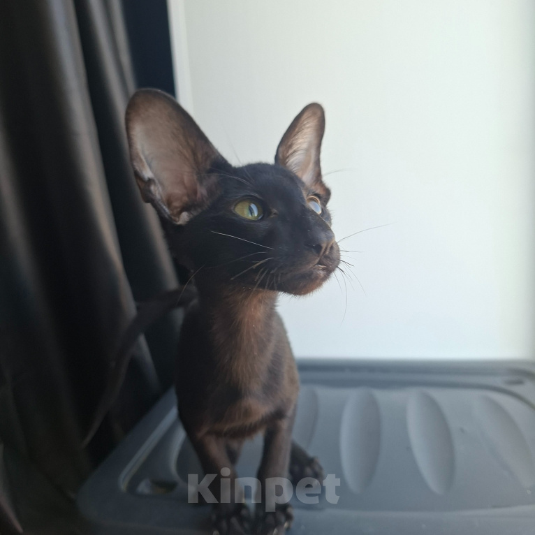 Кошки в Саратове: Ориентальные котята Девочка, 25 000 руб. - фото 5