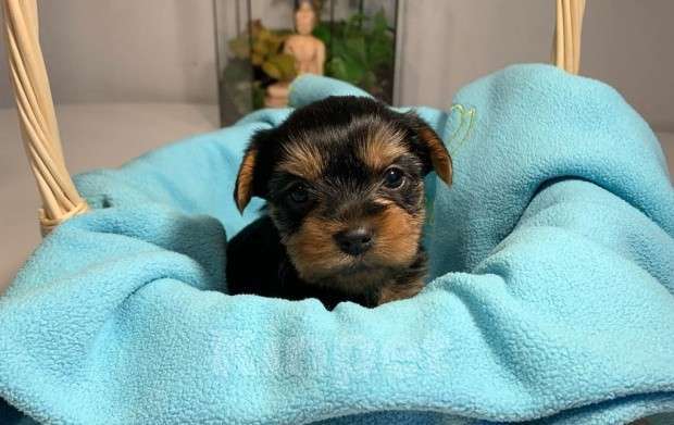 Собаки в Ростове-на-Дону: Йоркширский терьер  Девочка, 25 000 руб. - фото 4