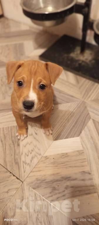 Собаки в Жуковском: Щенок Девочка, 5 000 руб. - фото 1