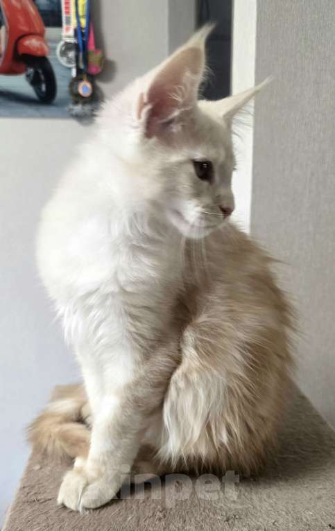 Кошки в Москве: Котята мейн-кун Мальчик, 25 000 руб. - фото 9