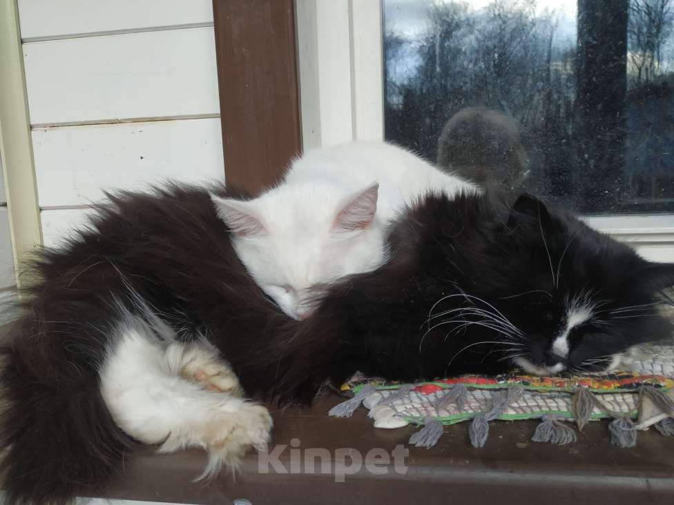 Кошки в Дмитрове: Кошечки стерилизованные  Девочка, Бесплатно - фото 4