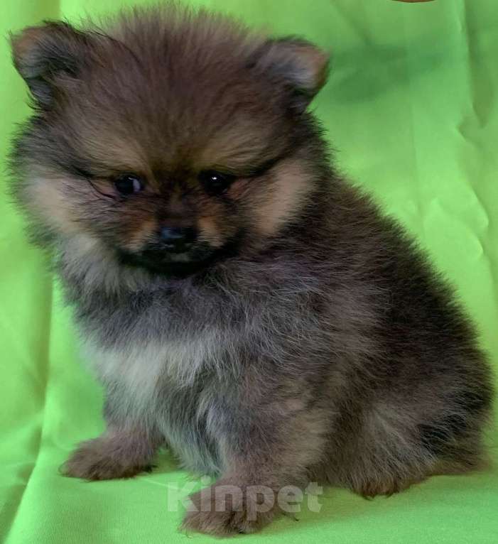 Собаки в Санкт-Петербурге: Шпицуля Девочка, 35 000 руб. - фото 1