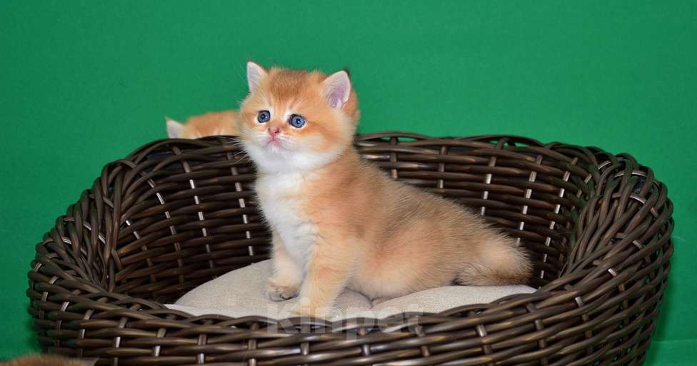 Кошки в Владимире: Британская золотая шиншилла Мальчик, 25 000 руб. - фото 3