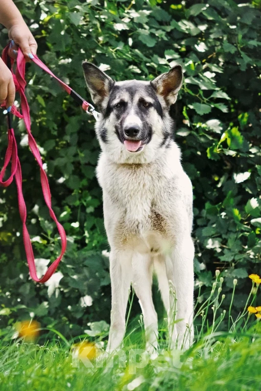 Собаки в Сергиеве Посаде: Аша якутенок Девочка, Бесплатно - фото 1