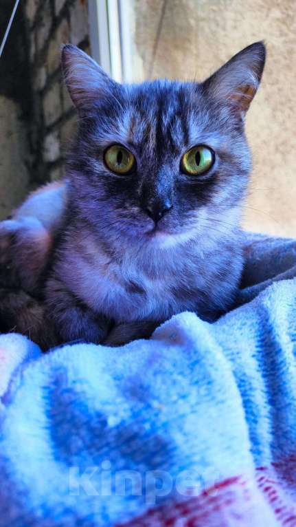 Кошки в Ставрополе: Отдам в добрые руки  Девочка, Бесплатно - фото 2