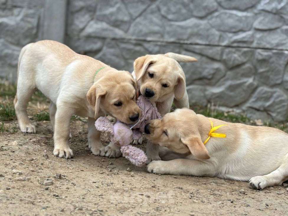 Собаки в Симферополе: Красивый щенок лабрадора Мальчик, 80 000 руб. - фото 3