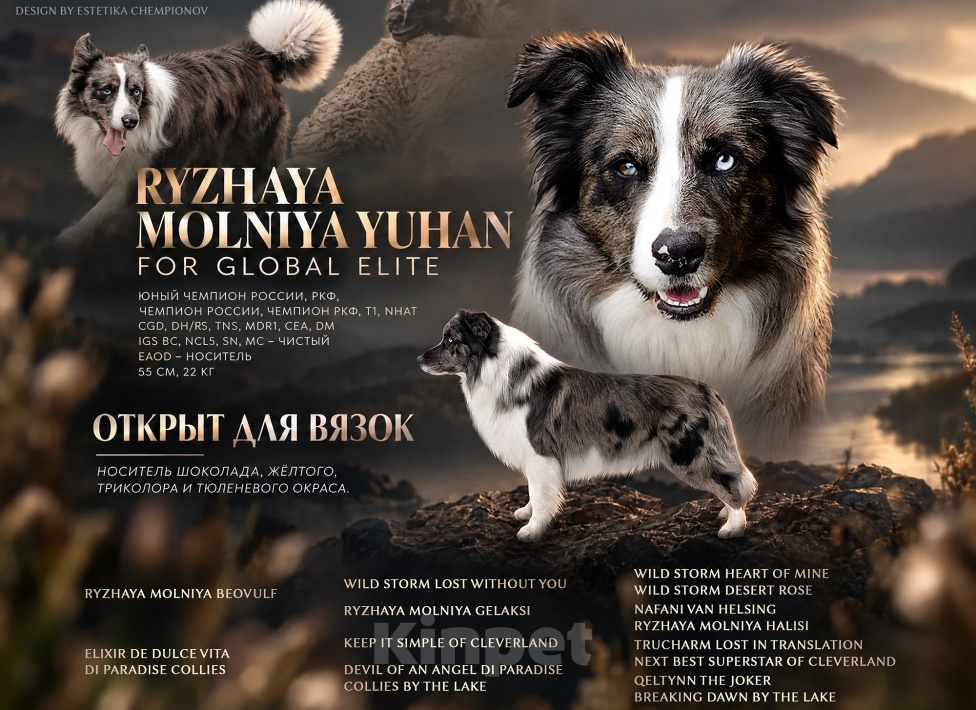 Собаки в Санкт-Петербурге: Продется взрослый кобель бордер колли. 1,5 года. Мальчик, 120 000 руб. - фото 1