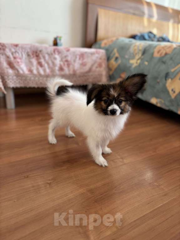 Собаки в Санкт-Петербурге: Кукольный мальчик папийона/папильона Бруно  Мальчик, 50 000 руб. - фото 3