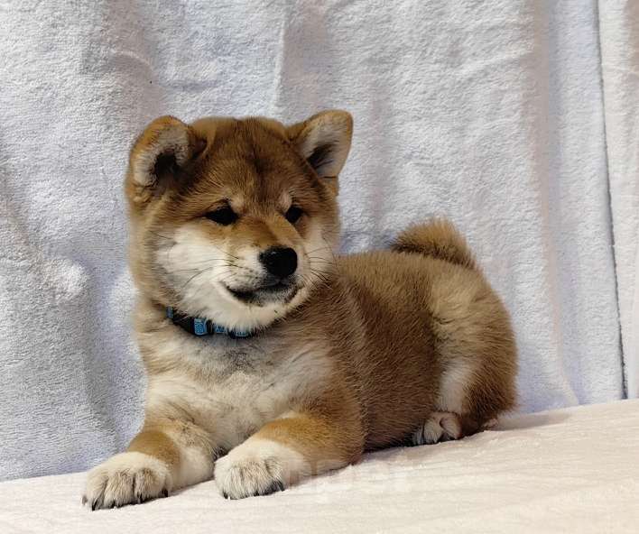 Собаки в Москве: Сиба ину. Мальчик Мальчик, 50 000 руб. - фото 6