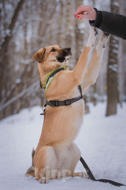 Собаки в Москве: Нанами Девочка, Бесплатно - фото 5