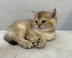 Кошки в Москве: Шотландский котенок мальчик с хорошей родословной Мальчик, 25 000 руб. - фото 4