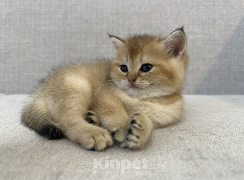 Кошки в Москве: Шотландский котенок мальчик с хорошей родословной Мальчик, 25 000 руб. - фото 4