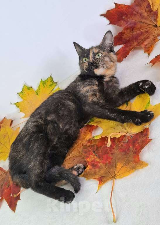 Кошки в Москве: Огненный котёнок в добрые руки  Девочка, Бесплатно - фото 9