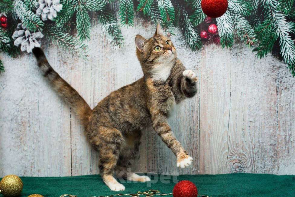 Кошки в Москве: Жемчужина с рынка ищет свою семью Девочка, Бесплатно - фото 6