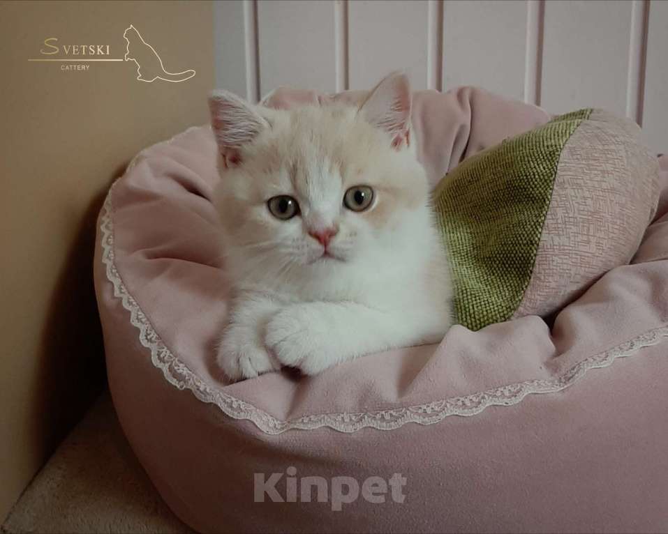 Кошки в Москве: Британские котята кремовые  Мальчик, 40 000 руб. - фото 3